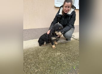 Cupido, geboren 01.02.2024, 42cm sucht sein Zuhause