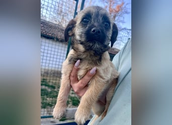 Mia, geboren 01.12.2025, 24cm sucht ihr für immer Zuhause