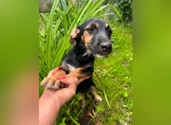 Tilli, geboren 08.02.2026, 26cm sucht ihre Chance