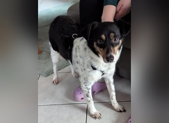 Milo, geboren 21.05.2023, 43cm sucht sein Zuhause (Pflegestelle in Deutschland)