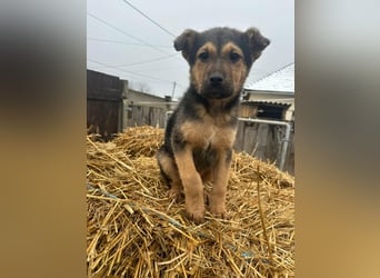 Mancs, geboren 04.10.2025, 30cm sucht leibevolles Zuhause