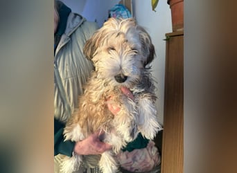 Levi, 12 Wochen, 29cm sucht geduldvolles Zuhause