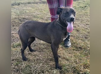 Hailey, geboren 25.01.2025, 39cm sucht aktives Zuhause