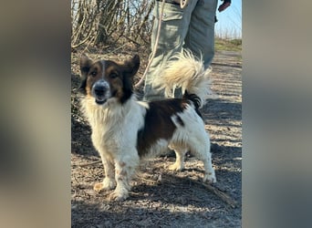 Aldo, geboren 20.02.2024, 34cm sucht seine Menschen