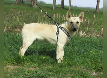 Aron, geboren 01.05.2025, 38cm sucht sein Zuhause