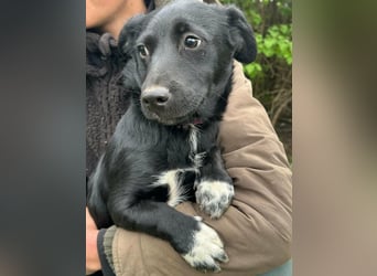 Jack, geboren 03.01.2026, 31cm sucht seine Menschen