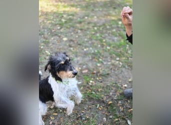 Arda, geboren 01.08.2015, 32cm sucht ihr Zuhause