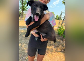 Diablo, geboren 25.05.2026, 32cm sucht seine Chance