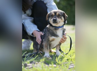 Mogyi, geboren 01.03.2023 sucht sein Glück