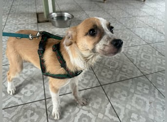 Mandy, geboren 05.11.2025, 35cm sucht ihr Glück