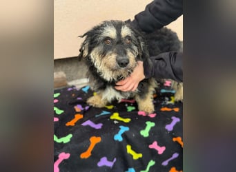 Grizzly, geboren 2021, 32cm sucht seine Menschen