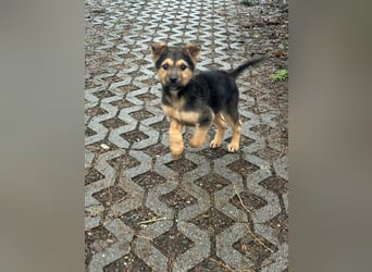 Mancs, geboren 04.10.2025, 30cm sucht leibevolles Zuhause