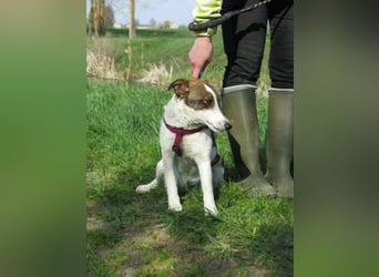 Szamoca, geb. 06/2025, 35 cm, sucht ihre Herzensmenschen