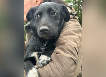 Jack, geboren 03.01.2026, 31cm sucht seine Menschen