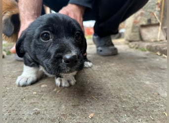 Flower, geboren 22.12.2025, 21cm sucht ihr Körbchen