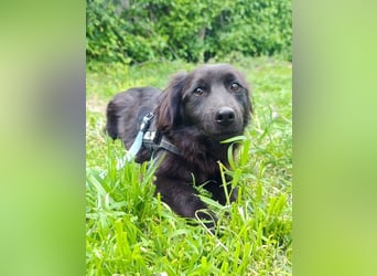 Blacky, geb. 01.04.2025, 40 cm, möchte glücklich werden