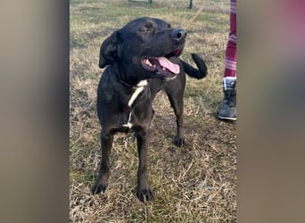 Hella, geboren 25.01.2025, 42cm sucht ihr Für-immer-Zuhause