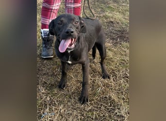 Hella, geboren 25.01.2025, 42cm sucht ihr Für-immer-Zuhause