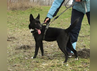 Rubble, geboren 01.12.2024, 43cm sucht seine Menschen
