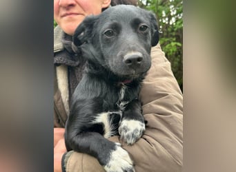 Jack, geboren 03.01.2026, 31cm sucht seine Menschen