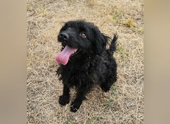 Anka, geboren 01.03.2025, 39cm sucht ihre Chance