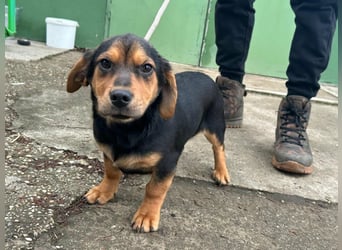 Chris, geboren 26.10.2025, 30cm sucht DICH!