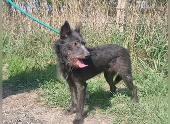 Amira, geb. 2022, 39 cm, sucht aktive erfahrene Menschen
