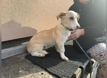 Bora, geboren 01.01.2023, 31cm sucht ihr Menschen