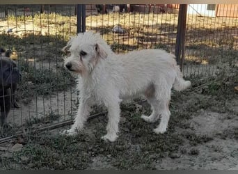 Fredi, 1,5 Jahre, 35cm sucht sein Körbchen