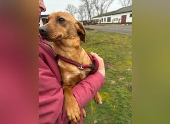 Bubu, geboren 10.05.2025, 35cm sucht Familienanschluss