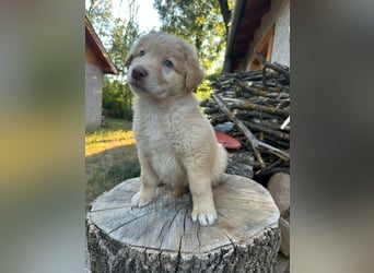Sari, geboren 25.04.2026, 30cm sucht ihre Familie