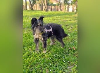Laura, geb. 01.2023, 39cm sucht ihr für immer zu Hause