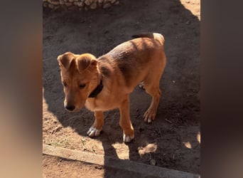 Koda, geboren 01.11.2025, 35cm sucht sein Körbchen