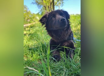 Blacky, geb. 04.2025, 40cm sucht geduldiges Zuhause