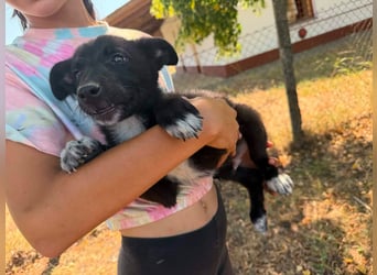 Danny, geboren 25.05.2026, 29cm sucht seine Menschen