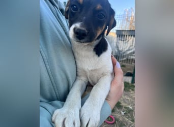 Molly, geboren 01.12.2025, 28cm sucht ihr Plätzchen