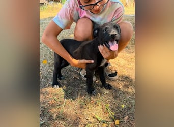 Diablo, geboren 25.05.2026, 32cm sucht seine Chance