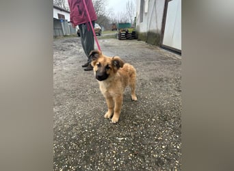 Fedra, geboren 01.11.2025, 40cm sucht ihr Menschen