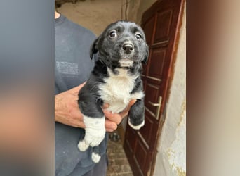 Flower, geboren 22.12.2025, 21cm sucht ihr Körbchen