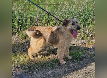 Muffin, geboren 01.07.2025, 41cm sucht ihr Zuhause