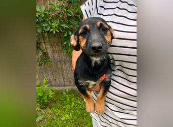 Tilli, geboren 08.02.2026, 26cm sucht ihre Chance