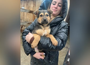 Mancs, geboren 04.10.2025, 30cm sucht leibevolles Zuhause