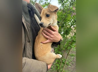 Yoda, geboren 13.01.2026, 26cm sucht sein Zuhause