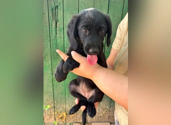 Mabel, geboren 04.05.2026, 26cm sucht ihre Menschen