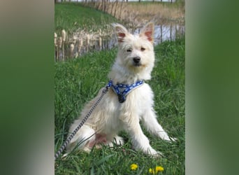 Toni, geboren 01.09.2025, 40cm sucht sein Körbchen