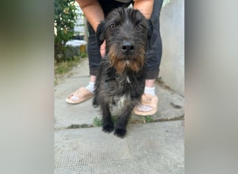 Pixie, geboren 02.11.2025, 33cm sucht ihr Zuhause