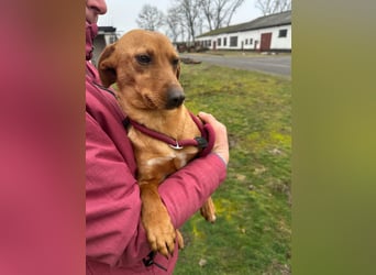 Bubu, geboren 10.05.2025, 35cm sucht Familienanschluss