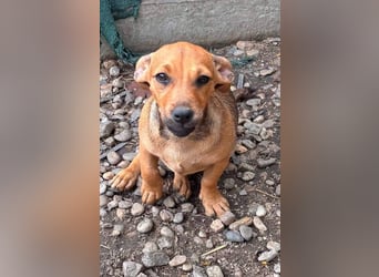 Agota, geb. 23.02.2026, 28 cm, sucht ein liebevolles Zuhause