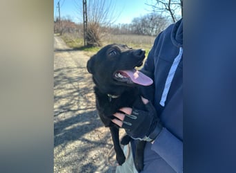 Ajna, geboren 06.2024, 39cm sucht ihr Zuhause