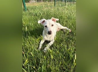 Zeno, geb. 01.2026, 25cm sucht seine Menschen